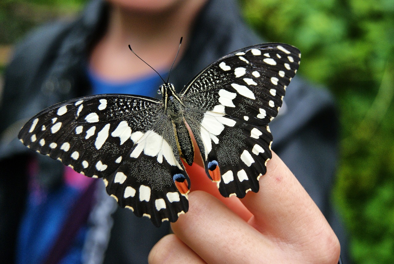 Growing a Butterfly Garden: Plant Choices and Tips